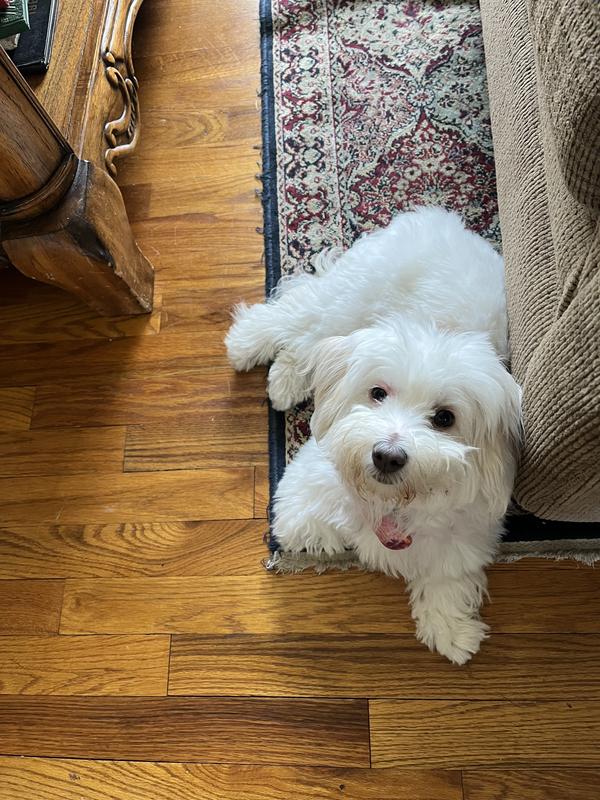 MILKBONE Original Puppy Biscuit Dog Treats, 16oz box