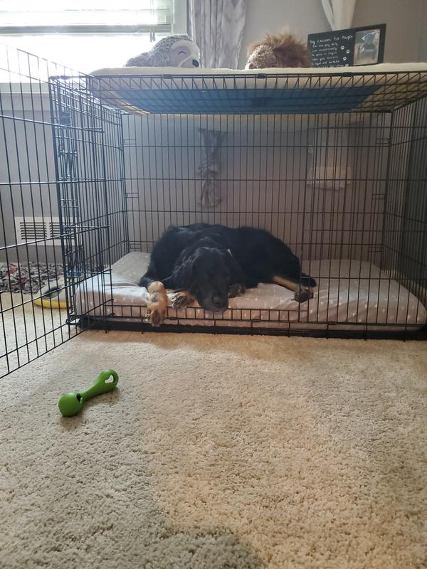Kennel