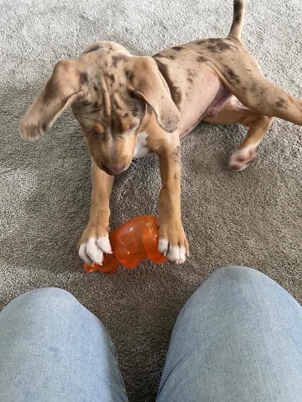 He has more fun with just the toy on its own. So luckily, no treats are actually needed this time.