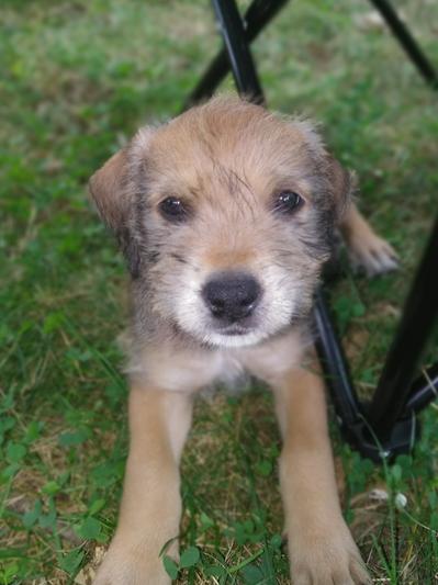 Aries McGruff Rose!