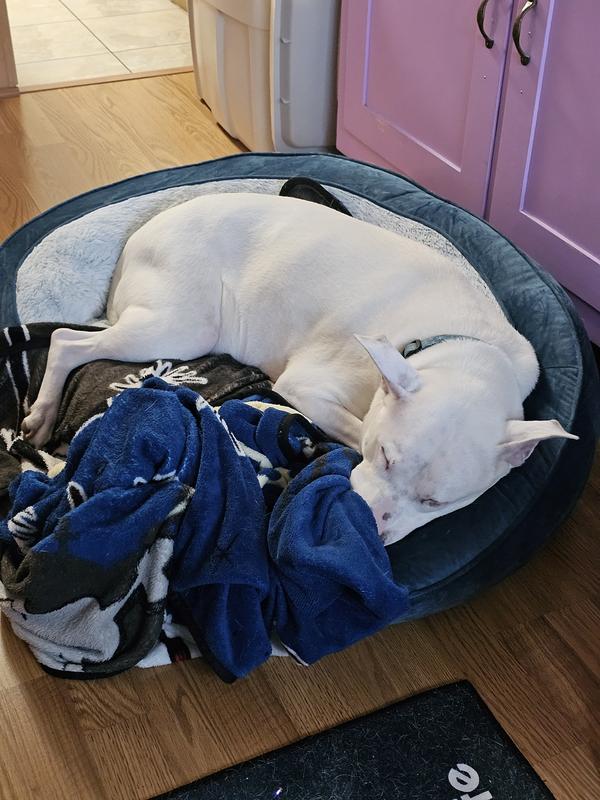 SERTA Oval Couch Cat & Dog Bed, Taupe, Large