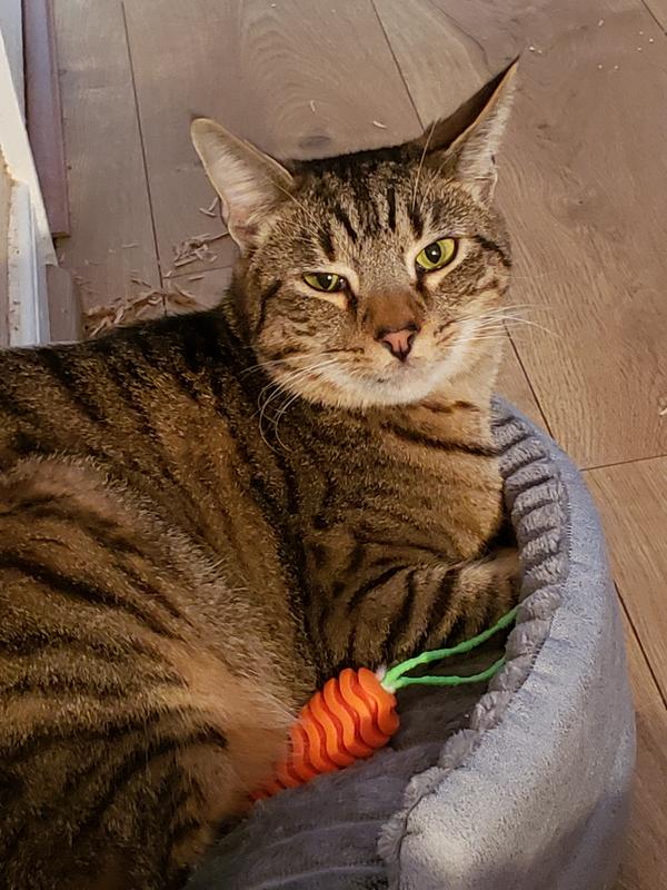 Asa, indoor, gingivitis-no teeth