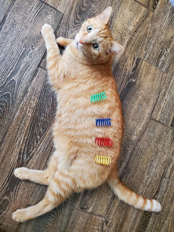 FRISCO Colorful Springs Cat Toy, 10 count - Chewy.com