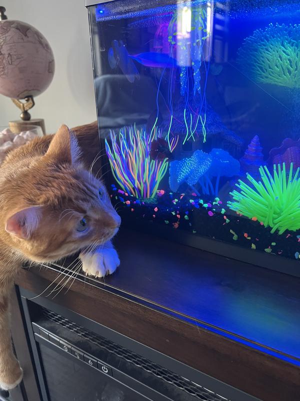 He is mesmerized by the tank.
