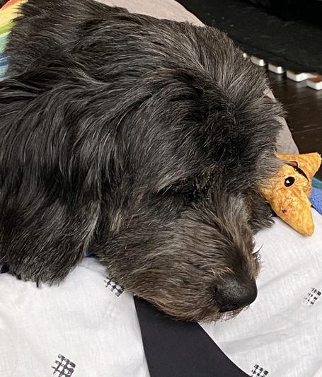 Napping with her chip.