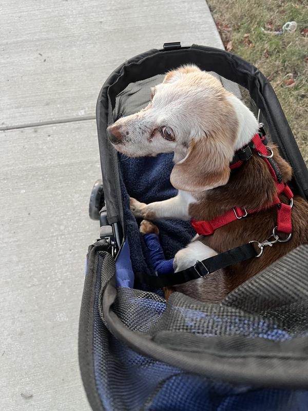 Ivy checking out the neighborhood
