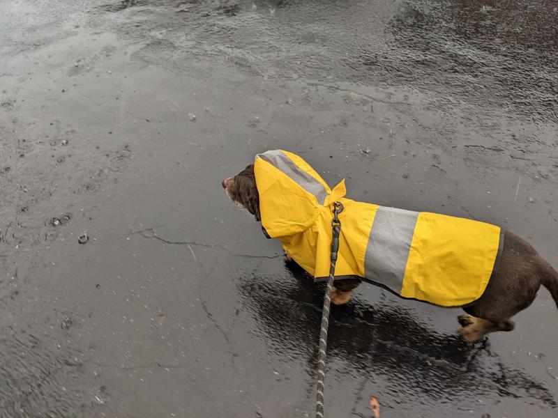 Chewy raincoat outlet