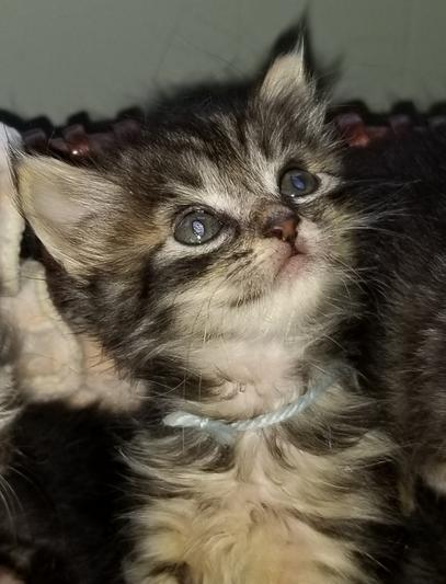 Foster kitten