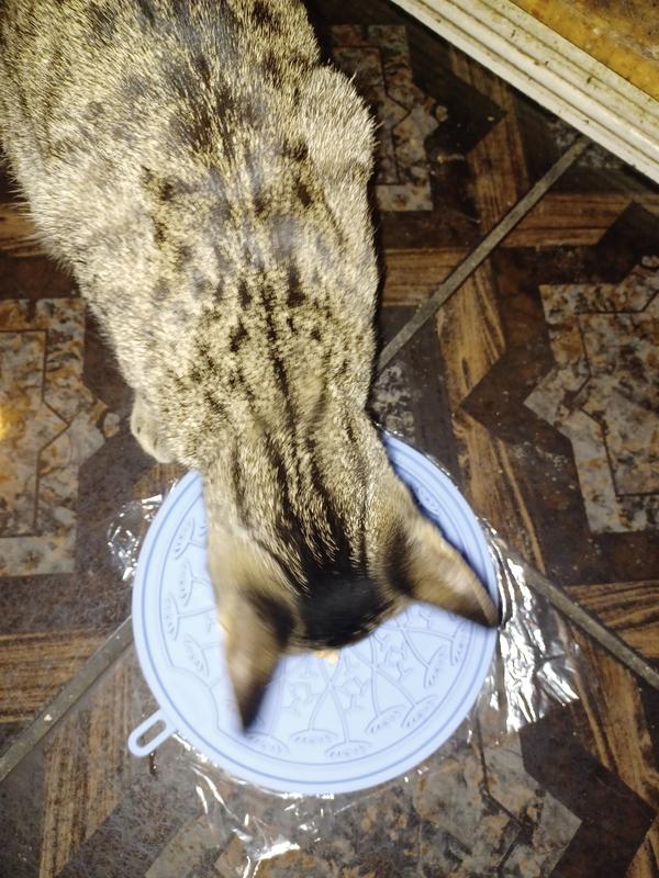 My cat likes his licking mat