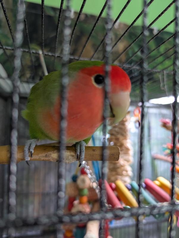 Bubo looking for his fresh food