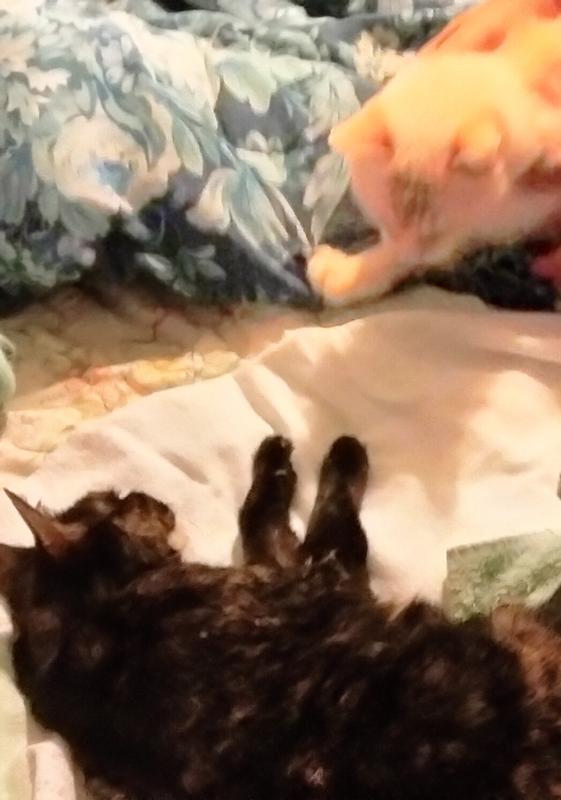 7/16/23 Snow's sister crossed rainbow bridge Snow very sad