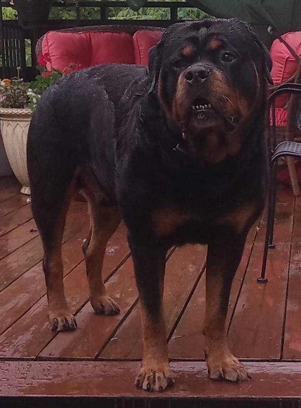 In memory of our beloved Rottie..Gunner.