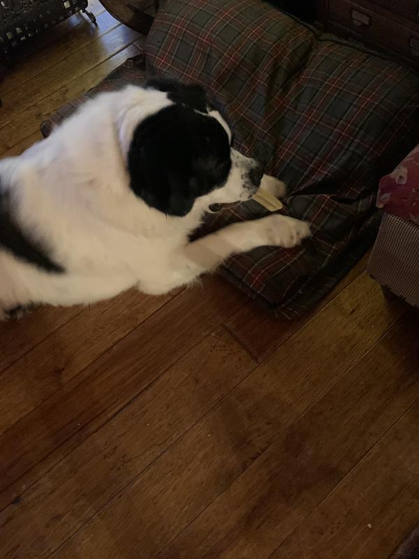 Cuddling with his coffe wood stick - loves it!