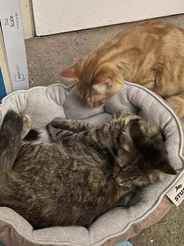 Sorry brother I’m tired nap time