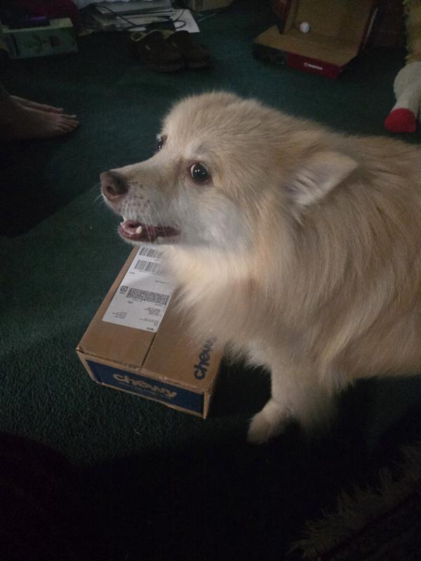 Ted trying to open the Chewy box