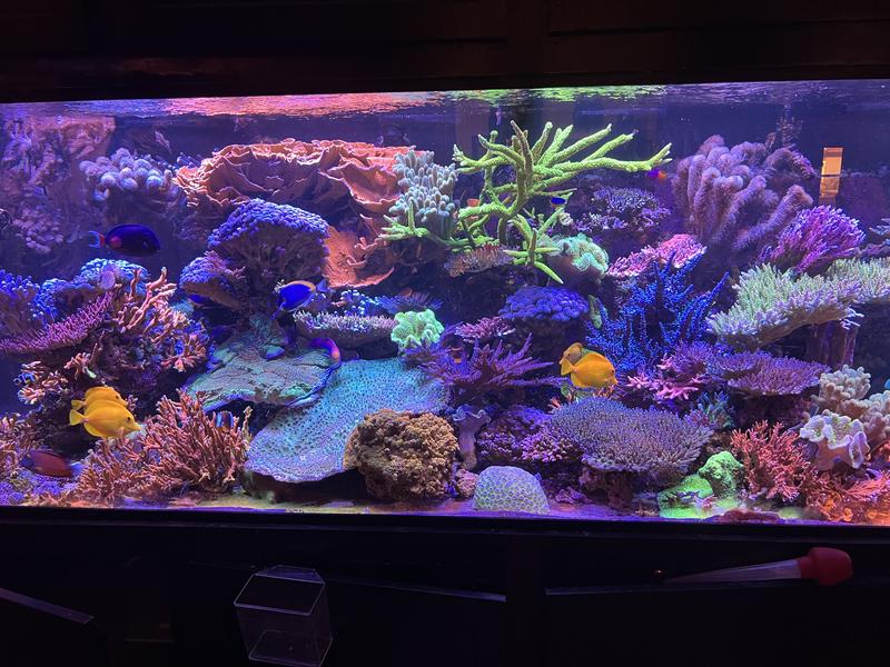 Reef with sps, keep pathogens down