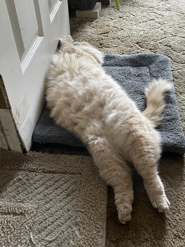 Pricilla Smartypants , after eating a whole can of fancy feast 🥰🐾