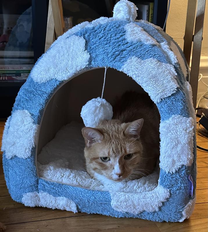 Odin in his cat bed