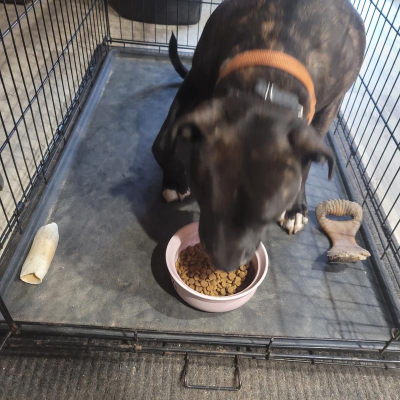 My boys enjoying their food with supplement in it