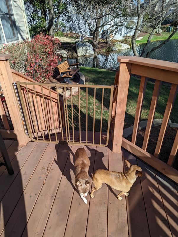 Tuco and Lucy checking out their new gate.