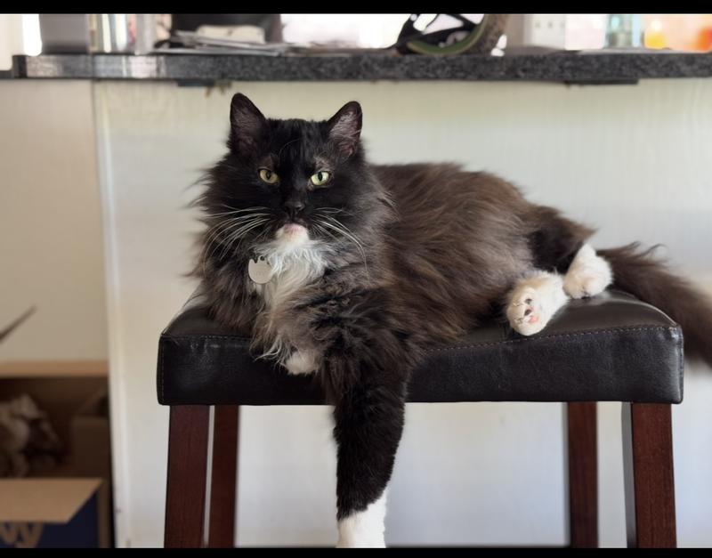 Happy cat!!