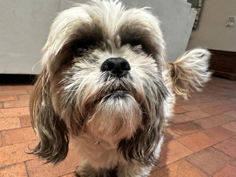 Truffle loves her cardiocare diet