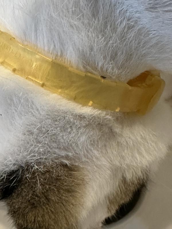 Flea crawling along the collar