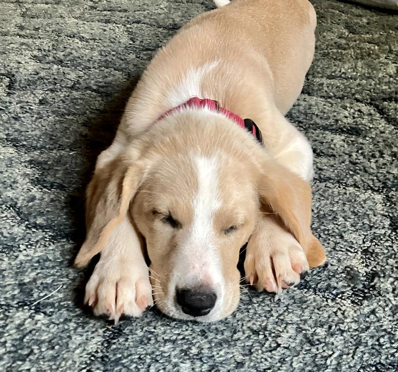 Happy pup!