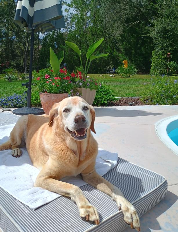 Charlie says "Wonderfully delicious, my legs work too!"