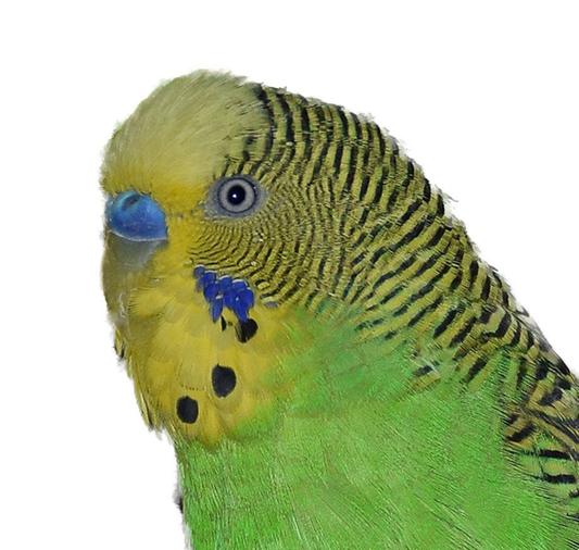 Eli Parakeet - 9 years young!