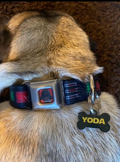 Buckle-Down Hundehalsband – Iron Man Design, Sicherheitsgurt-Schnalle, 3,8 Cm Breit, Größe L