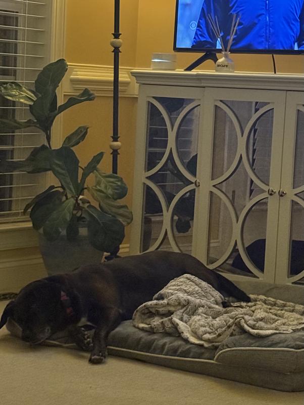 Pup is resting peacefully under the diffuser