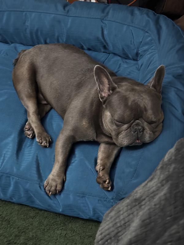 Sleeping like a king