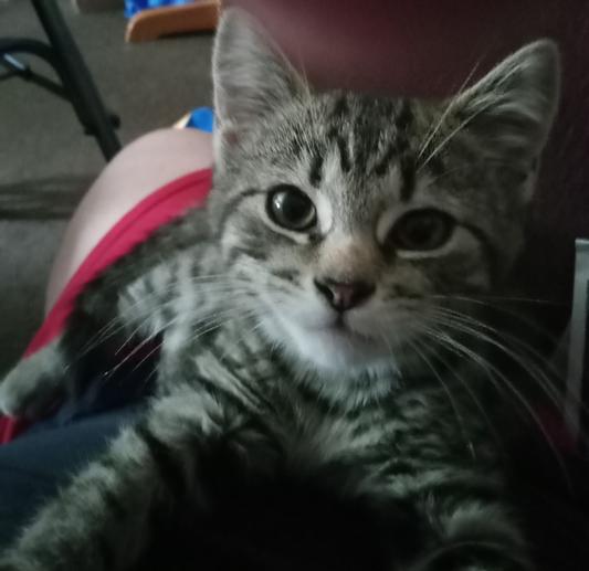 ALLABSORB Disposable Cat Litter Pads, 20 count