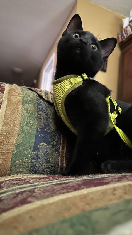 Jett loves her harness and is ready to pounce!
