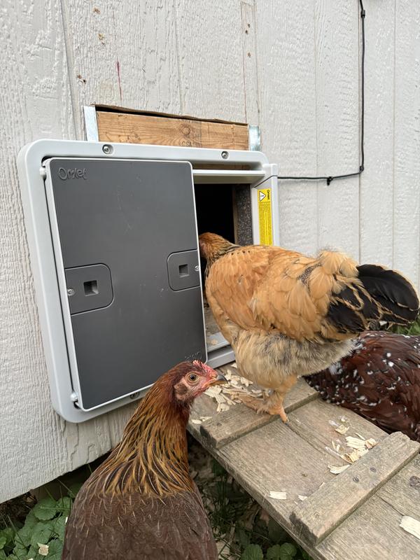 OMLET Smart Automatic Door Opener Chicken Coop Accessory, Green