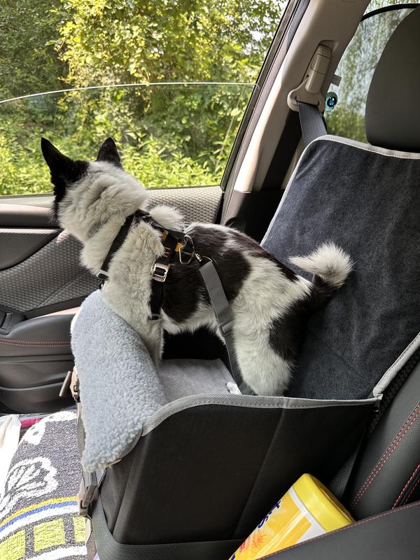 Kato enjoying the view