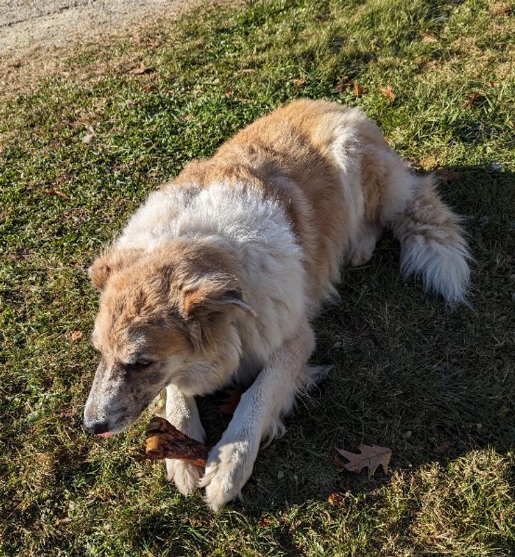 BONES & CHEWS Made in USA Beef Foreshank Bone Dog Treat, 2 count
