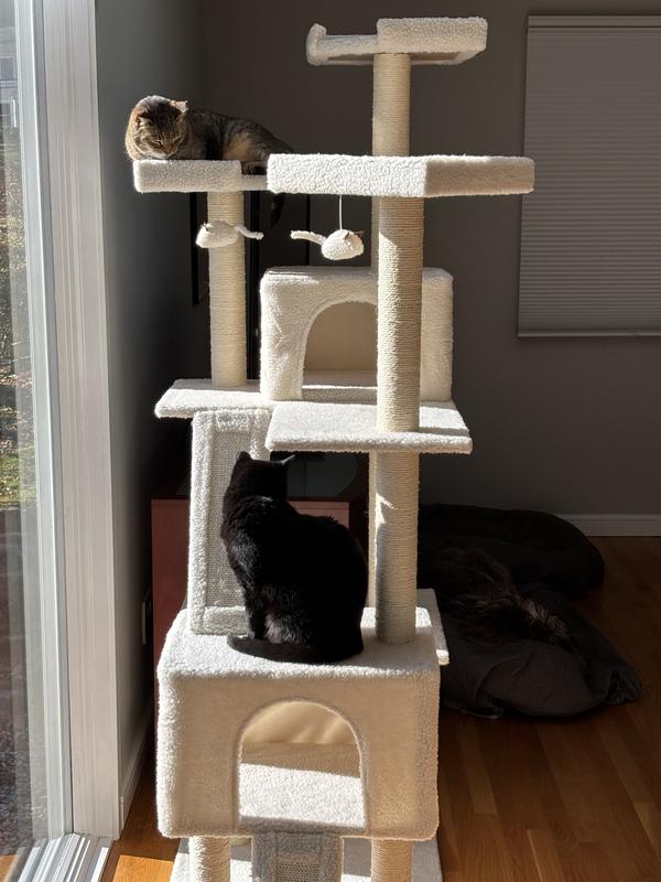 The 3rd cat waited a day to use it.