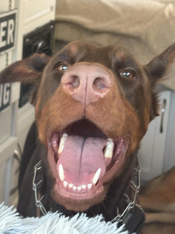 …from the dogs mouth 💕