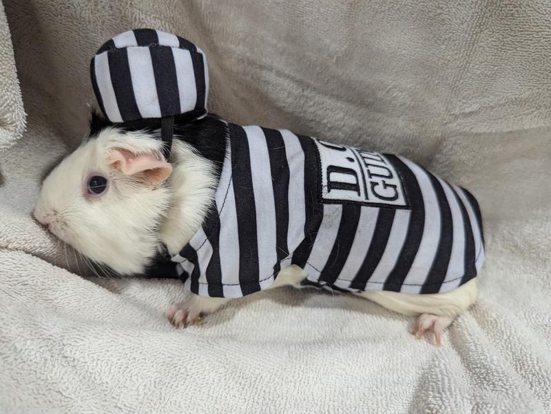 FRISCO Prisoner Guinea Pig Costume, One Size, Multi Color