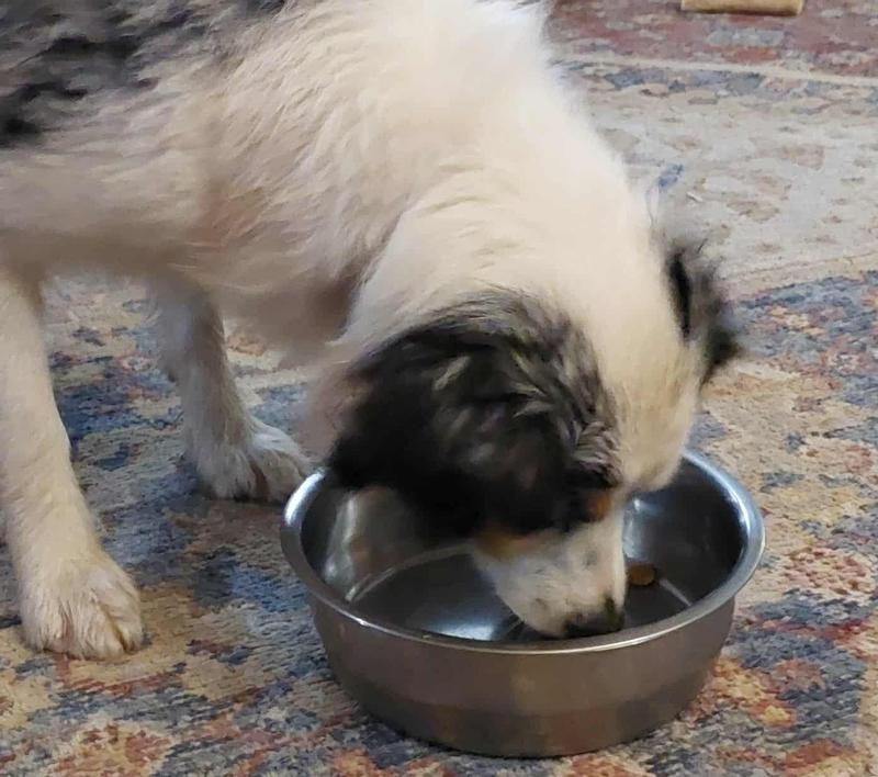 She licks her bowl clean every time!