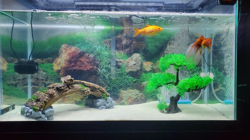 Great for 29G fish tank