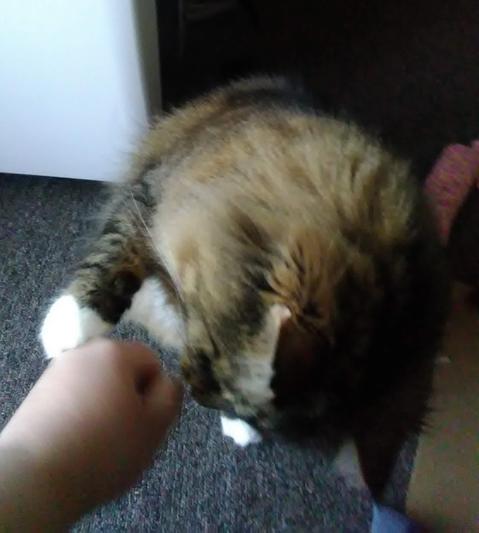 Blurry "fist bump" with Mr Darcy, using these Friskies treats