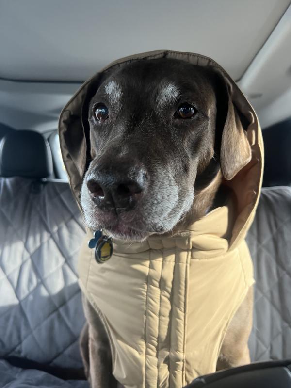 Fudge in his Canada Pooch Puffer