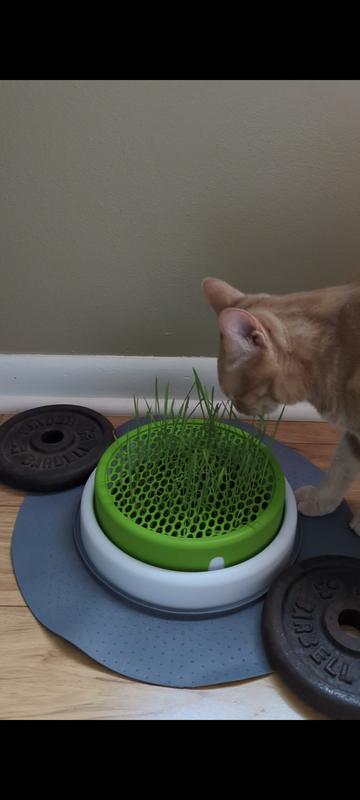 CATIT Senses 2.0 Cat Grass Planter reviews Chewy