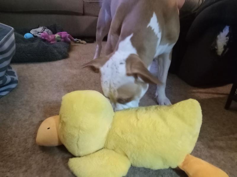 FRISCO Duck Plush Squeaky Dog Toy, Large - Chewy.com