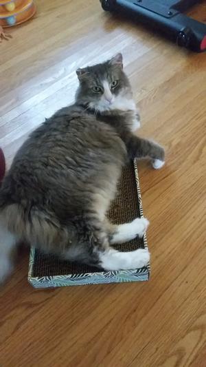 Tami chilling on her scratch box.