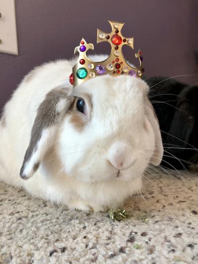 Buttercup feels that it is her royal right to get at least one a day.