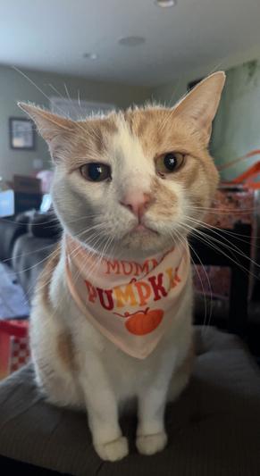 Calvin loves to dress up.